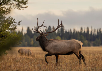 Bull Elk during the Rut in Wyoming in Autumn