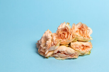 Pastel roses on a blue background