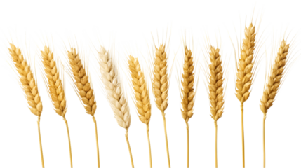 wheat plant isolated on transparent, white background