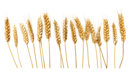 wheat plant isolated on transparent, white background