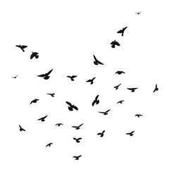 Silhouette sketch of a flock of flying birds, flight in different positions. Takeoff, flying, flight, flutter, hover, soaring, landing