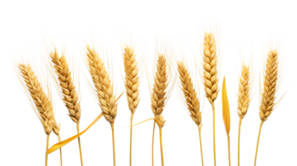 wheat plant isolated on transparent, white background