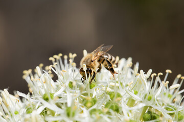 pszczoła na kwiatku dekoracyjnego czosnku, bee on a flower of decorative garlic	 - obrazy, fototapety, plakaty