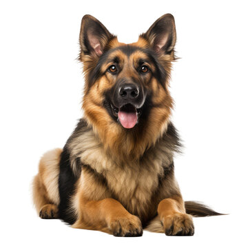 A cute german shepherd with brown and black fur sitting, isolated on white transparent background