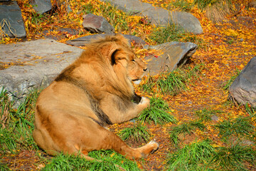 Lion is one of the four big cats in the genus Panthera, and a member of the family Felidae. With...