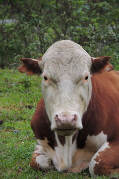 vaca retrato animal