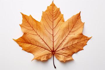 Naklejka na ściany i meble Autumn leaf isolated on white background. Generative AI.
