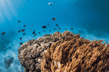 Tropical underwater world with corals and school of fishes in sea