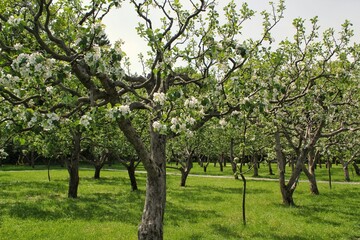 Close up of pear trees. Plantations in bloom in spring time. Pear flowers in spring. Pear tree branch in garden. Springtime concept. Spring flowering of fruit trees. Delicate white flowers