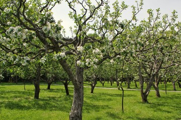 Close up of pear trees. Plantations in bloom in spring time. Pear flowers in spring. Pear tree...
