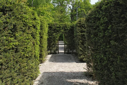Geometric pattern of green hedge labyrinth in botanical garden Path in the park, nature background. Bush landscape design. Green hedge maze tunnel flowerbed