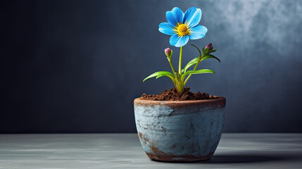 flowerpot with blue flower on black background