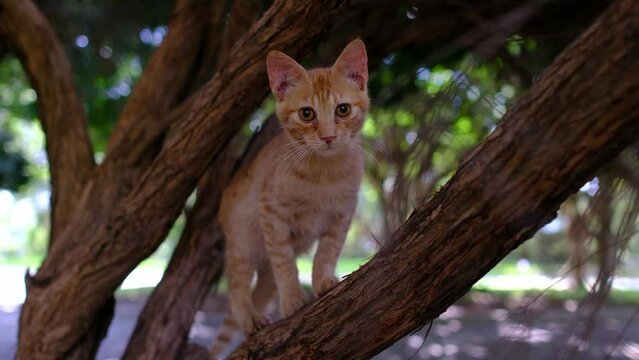 Homeless cat walking on summer Turkish park Antalya. Stray eared little funny kitten seat on the tree. eared young funny red kitten with predator instinct