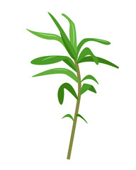 Fresh green Tarragon sprig isolated on white background. Plant tarragon, herb leaves, organic aromatic spices for cooking food, culinary concept. Vector illustration.