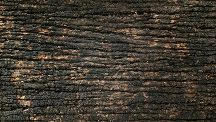 Burn wood texuture. Horizontal of burnt wood texture fissure. Tree bark.