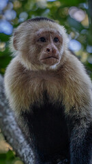 an incredible white-faced monkey near to the coast 