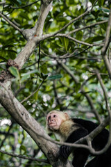 an incredible white-faced monkey near to the coast 