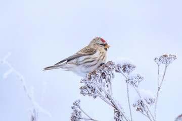 Common redpoll, Acanthis flammea, in winter