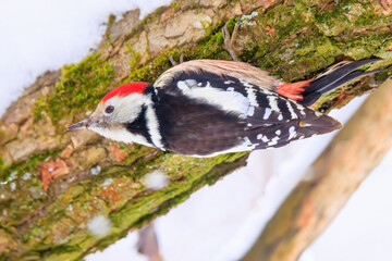 Middle spotted woodpecker (Dendrocoptes medius) on a tree