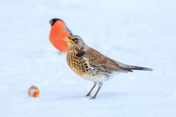 Fieldfare (Turdus pilaris) searching for food in the snow