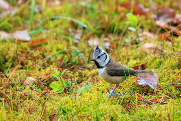 Crested tit (Lophophanes cristatus) standing on green moss