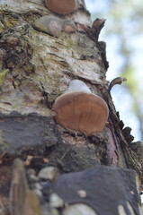 Mushroom on Tree
