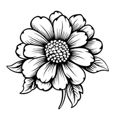 Margarita Flower Vector