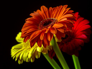 Barberton daisy in close up