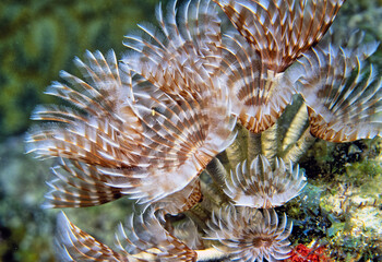 Sabellidae, or feather duster worms,