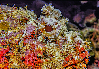 Spotted Scorpionfish off the coast of the island of Roata