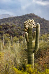 A rare Cristate or Crested form of Saguaro cactus in Organ Pipe National Monument, Arizona