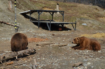 Brown Bears Lounging Around at Alaska Zoo