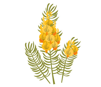 Honeybush (Cyclopia intermedia), or Heuningbos, Gorse or Whinm  tea plant. Hand drawn botanical vector illustration