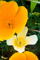 Rare White California Poppy, caused by a genetic mutation. Eschscholzia californica