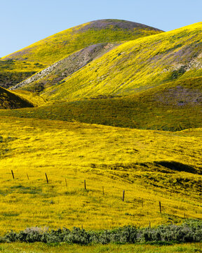 Superbloom in Carrizo Plain National Monument, California