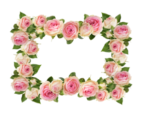 Small pink rose flowers in a floral frame isolated on white or transparent background.