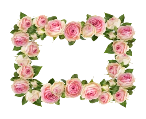 Badezimmer Foto Rückwand Small pink rose flowers in a floral frame isolated on white or transparent background. © Ortis
