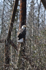 Bald Eagle Close-Up at Alaska Zoo