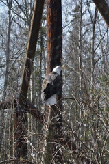 Bald Eagle Close-Up at Alaska Zoo