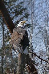 Bald Eagle Close-Up at Alaska Zoo