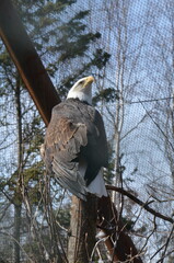 Bald Eagle Close-Up at Alaska Zoo