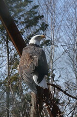 Bald Eagle Close-Up at Alaska Zoo