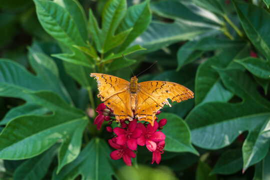 Poor Malay cruiser or Vindula dejone butterfly spread its broken wings on dark pink flower with green natural background