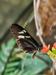 Butterfly on flower