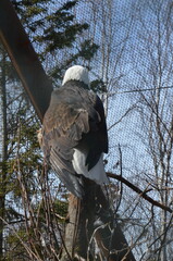 Bald Eagle Close-Up at Alaska Zoo