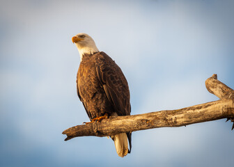 Bald eagle on a branch
