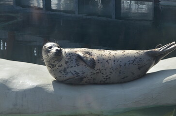 Sea Lion Laying around Alaska Zoo