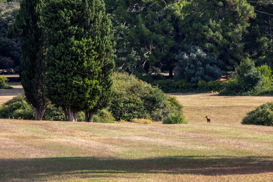 wild roe deer at noon in the forest. Wildlife protection