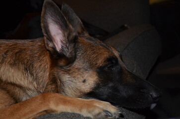 Belgian Malinois Close Up Face