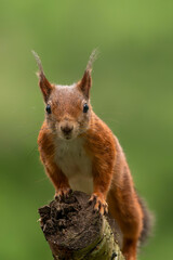 Eurasian red squirrel (Sciurus vulgaris) on a branch. Noord Brabant in the Netherlands. Front view....